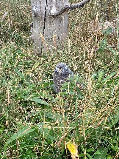 �������� ����� ������� � �������� ������� �������🦉