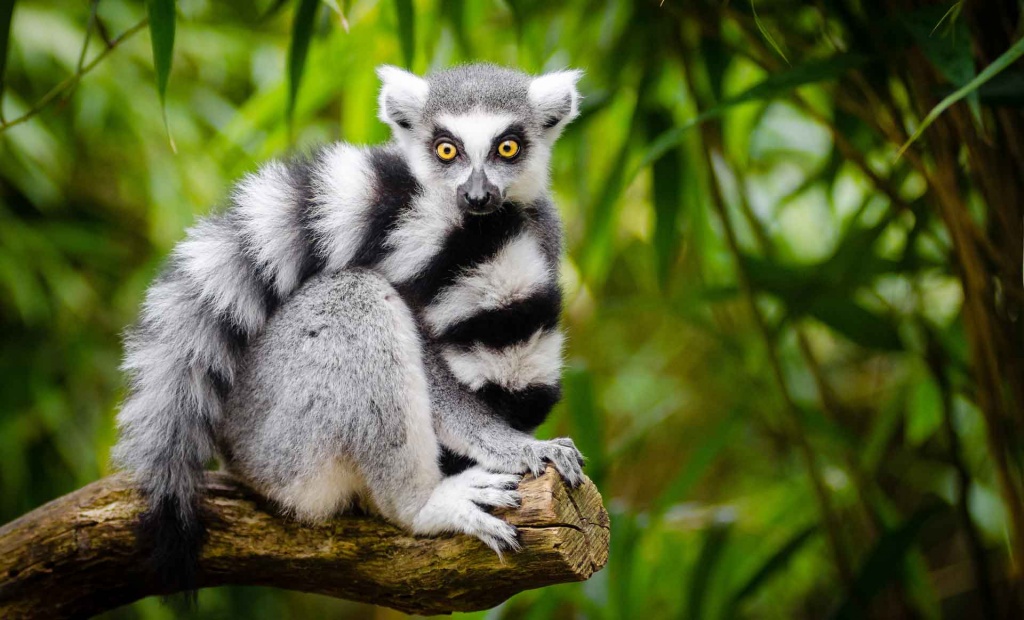 koshachiy_lemur.jpg