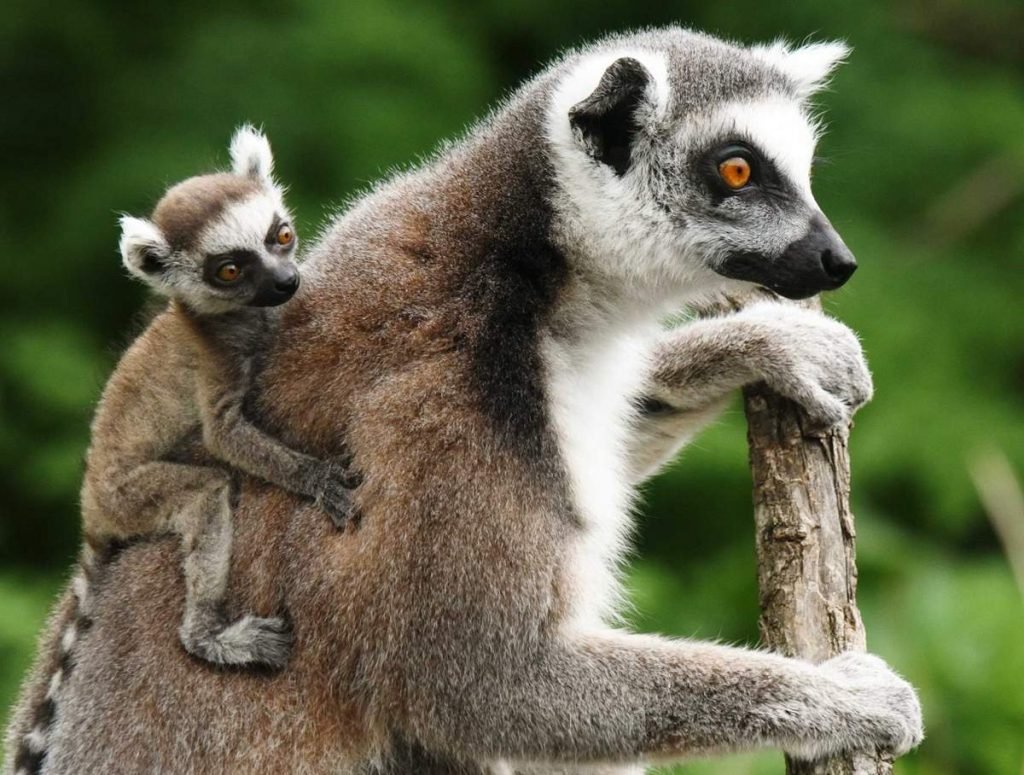 koshachij-lemur-madagaskarskij-maki-animal-reader.-ru-001-1024x775.jpg