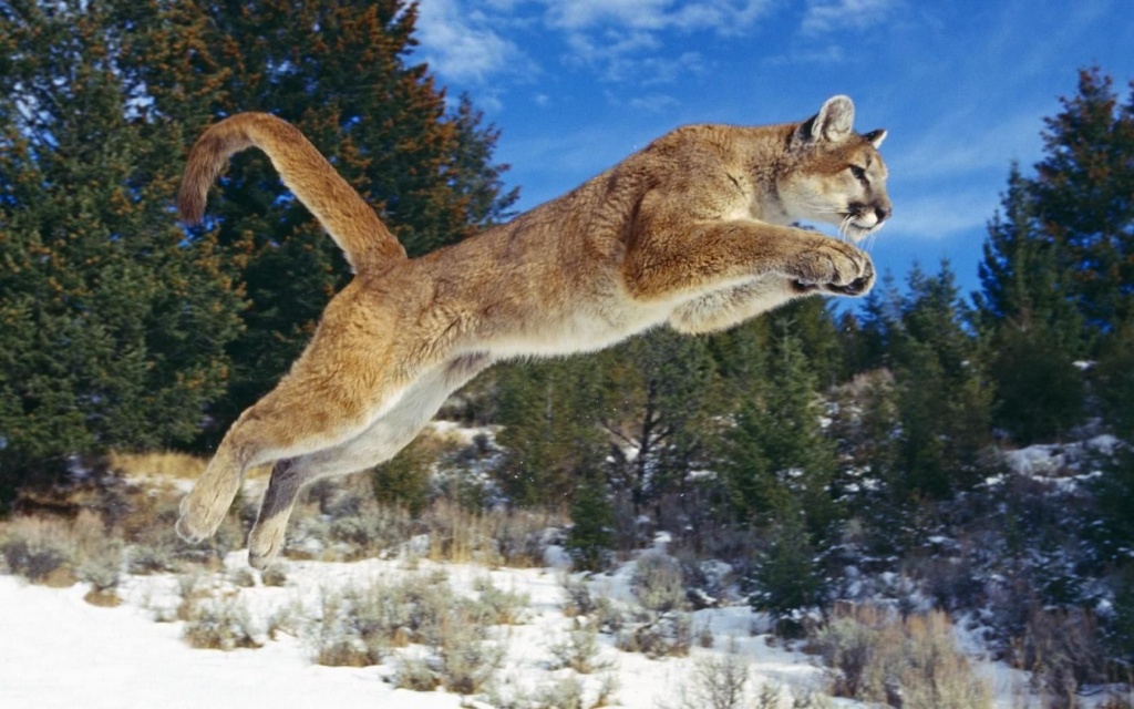 puma.jpg