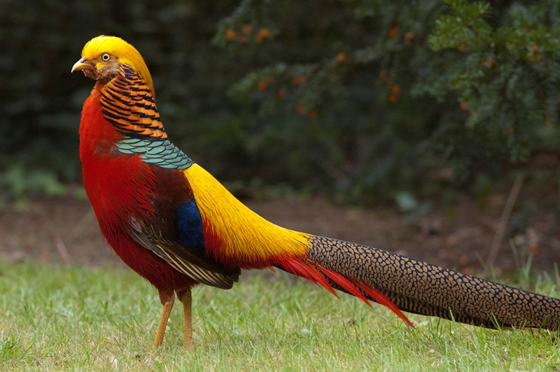 golden-pheasant-1.jpg