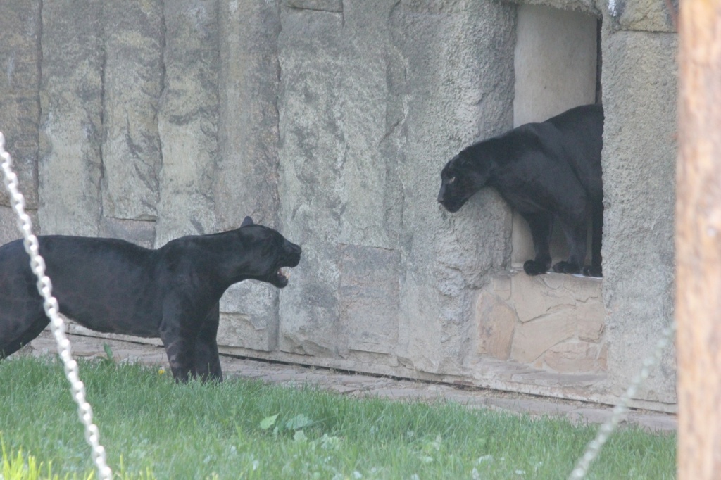 Сафари парк казела маврикий. Дети в зоопарке. Симпатичная обезьянка. Dubai zoo дубай. Рысь воронежского зоопарка.