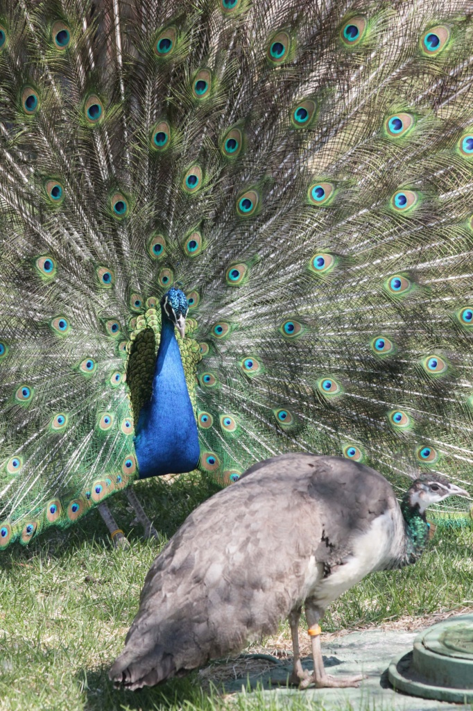 павлин самка и самец. павлин женского. павлин женского. павлин самка. павлин самка и самец.